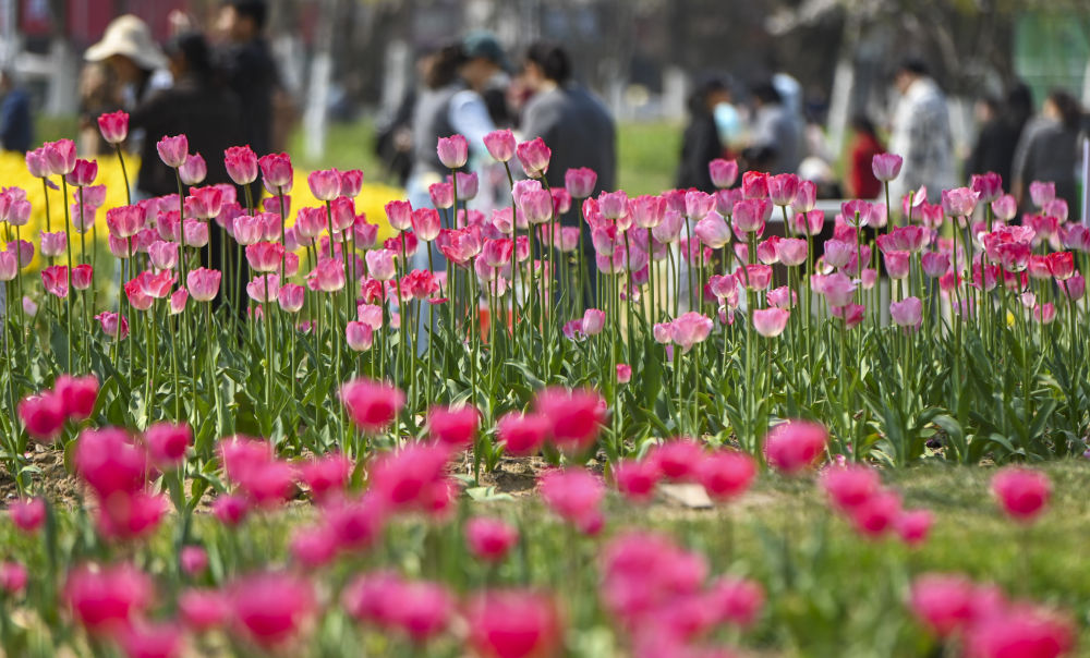 XxjpsgC000020_20260402_CBMFN0A003